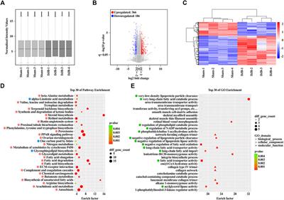 Alteration of Ileal lncRNAs After Duodenal–Jejunal Bypass Is Associated With Regulation of Lipid and Amino Acid Metabolism